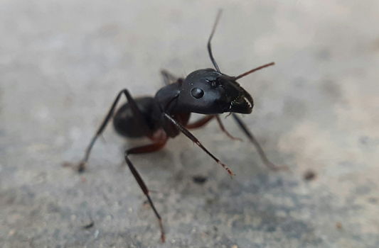 Ant Control Devon