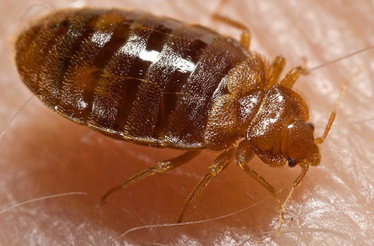 Bed Bug Treatment Devon