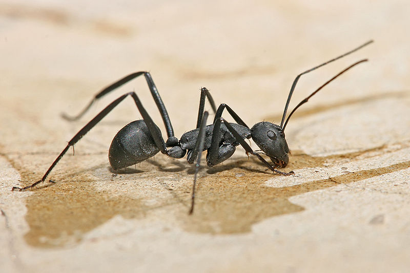 Carpenter Ant Control Devon