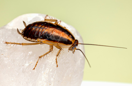Cockroach Control Devon