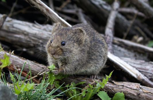 Mouse Control Devon