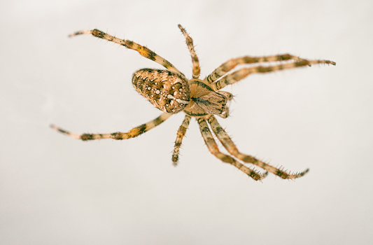 Spider Control Devon