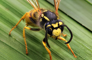 Wasp Pest Control